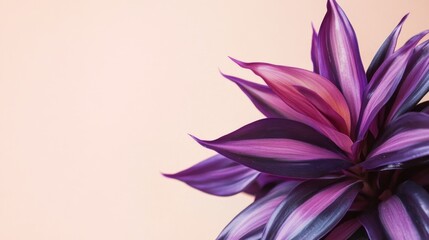 Poster - Vibrant purple plant closeup with neutral background for customizable text space ideal for botanical themes and creative projects