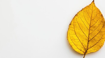 Poster - Dry yellow leaf on white background with ample copy space for text showcasing the beauty and simplicity of nature's autumn foliage