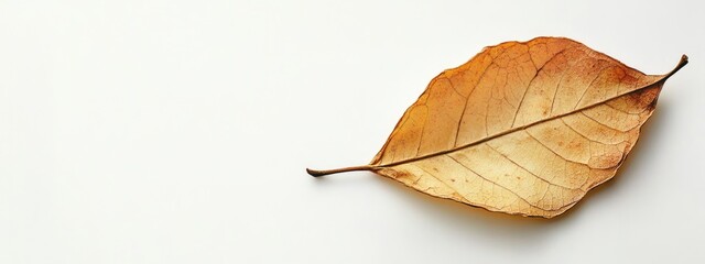 Fototapete - Dried autumn leaf on white background with ample empty space for text or design elements related to nature or sustainability