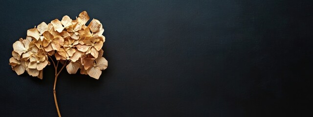 Leinwandbilder - Dried hydrangea flower composition on dark backdrop with ample space for text or design elements