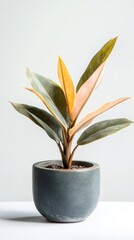 Wall Mural - A Stunning Indoor Plant in a Grey Pot