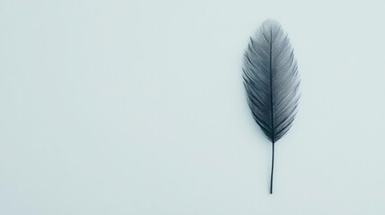 Poster - Minimalist black feather on a soft gray background, emphasizing nature s delicate beauty and tranquility with a modern aesthetic