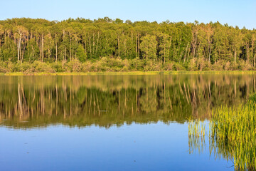 Wall Mural - a lake with trees in the background
