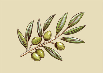 hand-drawn olive branch with fruits and leaves in engraving style