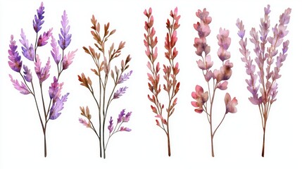 Poster - An Stock set of watercolor wildflowers, isolated on a clear stock background and a transparent background, with a fresh and natural theme for decorative and floral elements