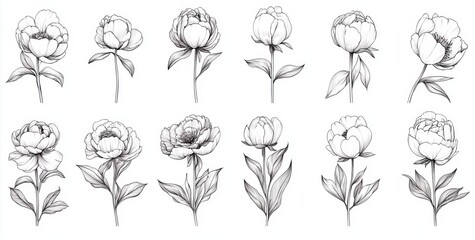 Wall Mural - A comprehensive set of peony flowers and leaves for creating tattoo art. Black linear illustration isolated on a white background