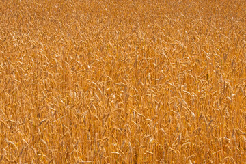 Wall Mural - spikelets of golden wheat in the field. Ripe big golden ears of wheat on a yellow background of the field. nature. The idea of a rich summer harvest, agriculture, agro-industrial complex for food.