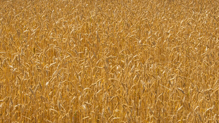 Wall Mural - spikelets of golden wheat in the field. Ripe big golden ears of wheat on a yellow background of the field. nature. The idea of a rich summer harvest, agriculture, agro-industrial complex for food.