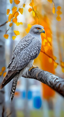 Wall Mural - Gyrfalcon perched on tree branch