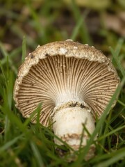 Wall Mural - Close-up photo of a mushroom in the grass, showcasing intricate textures and colors, organic, flora, macro photography