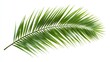 © A4719 - Lush Green Palm Frond Isolated on White Background Tropical Leaf Summer Nature