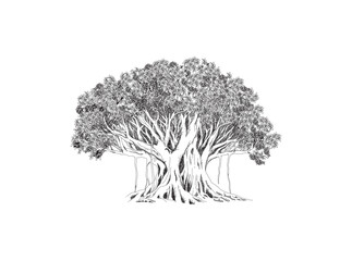 Wall Mural - Banyan tree vector art, Hand drawn ancient tree illustrations