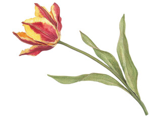 Wall Mural - Isolated Red Yellow Tulip on Stem