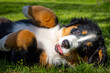 © AnMa - young Bernese Mountain Dog puppy lying on its back - who can resist these brown laughing eyes