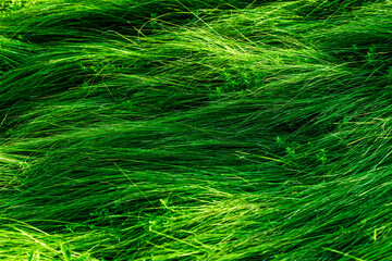 Wall Mural - A close up of green grass with a blurry background