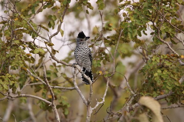 spotted woodpecker