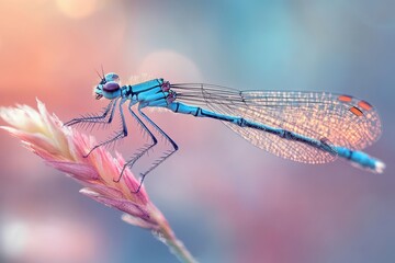 Poster - Blue dragonfly perched on green blade of grass against a colorful blurred background in a serene natural environment