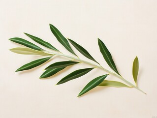 Poster - Closeup of an olive leaf nature minimalistic green tones modern aesthetic soft background