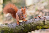 A cute european red squirrel sits on a tree and eats hazelnuts.  Sciurus vulgaris