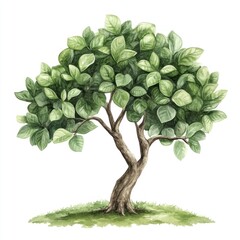 lush green tree, isolated on white, garden design