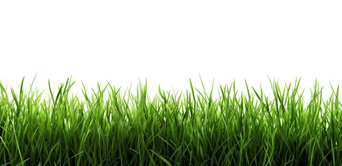 Wall Mural - lawn on white. green grass. a fresh spring green grass on white.