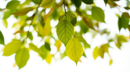 Poster - Green leaves on a bright background