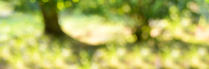 Wall Mural - green spring summer background - abstract banner - sunny blurred bokeh lights