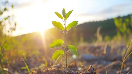 Wall Mural - Young sprout sunrise field growth nature