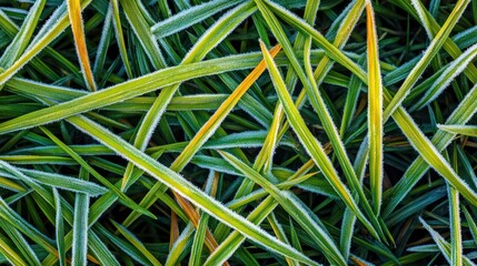 Poster - Frost covered blades of grass display vibrant green and yellow hues