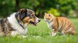 © Goutam - friendly dog and an orange cat engaging in interaction outdoors on grassy terrain. The vibrant natural setting highlights their playful bonds and emphasizes companionship and trust between animals