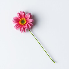 Poster - Single pink flower on white background