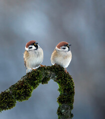 Poster - two birds sparrows sitting on a branch covered with green moss in the park