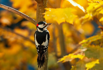 Wall Mural - bird woodpecker sitting in autumn park among golden maple foliage on tree trunk