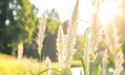 Wall Mural - Golden hour grasses by pond, summer