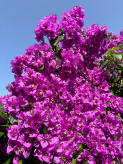 Wall Mural - Bougainvillea flowering plant 