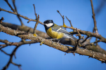 Wall Mural - A male great tit sits on a leafless branch perpendicular to the camera lens on a sunny winter day. 