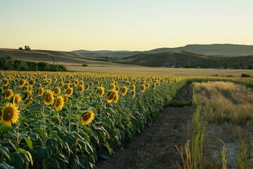 Poster - A field of sunflowers under a golden summer sk