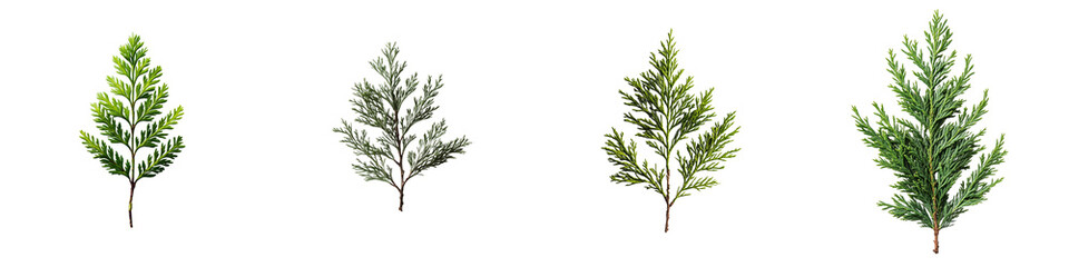 set of a cypress leaf isolated on a transparent background