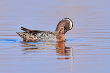 Wall Mural - Garganey, Spatula querquedula, Czech republic