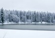 © Simon Edge - snow covered trees in winter