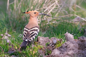 Wall Mural - Eurasian hoopoe, Upupa epops, Czech republic