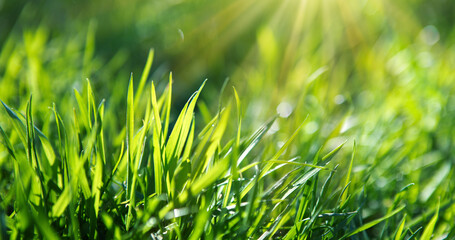 Wall Mural - bright green juicy grass on a blurry background. soft focus.