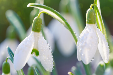 Canvas Print - spring snowdrops on bokeh background in sunny garden .