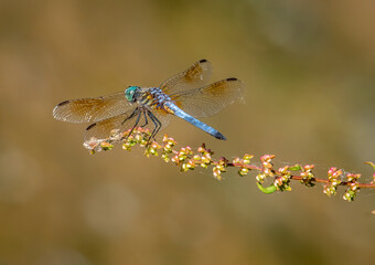 Wall Mural - Blue Dasher Dragonfly