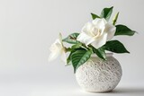 Elegant gardenia blooms in a decorative white vase, beautifully arranged to enhance a tranquil indoor setting isolated on transparent background