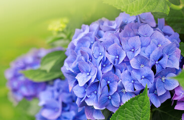 Canvas Print - blue hydrangea flowers isolated on green.