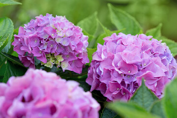 Canvas Print - purple hydrangea flowers isolated on green.