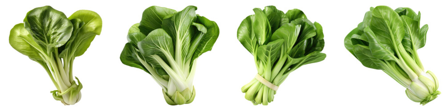 Bok choy portrait isolated on transparent background, PNG, set of