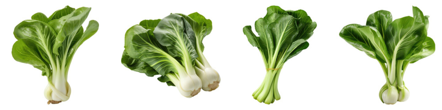 Bok choy portrait isolated on transparent background, PNG, set of