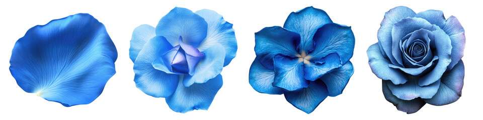 Blue rose petals isolated on transparent background, PNG, Set of